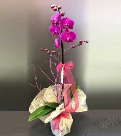 Orkide 03