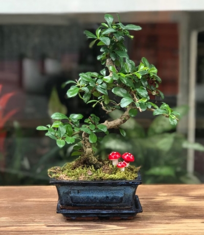 Zelkova bonsai ağacı